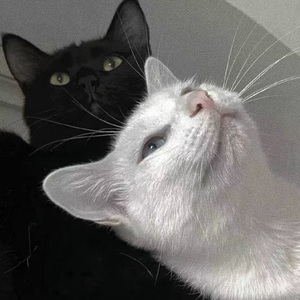 希咲エマ和捆绑拳交
